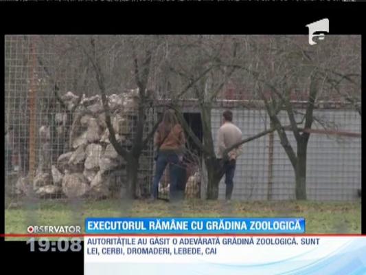 Executorul judecătoresc care deţine animale sălbatice ilegal, anchetat după ce o tânără ar fi fost muşcată de lei