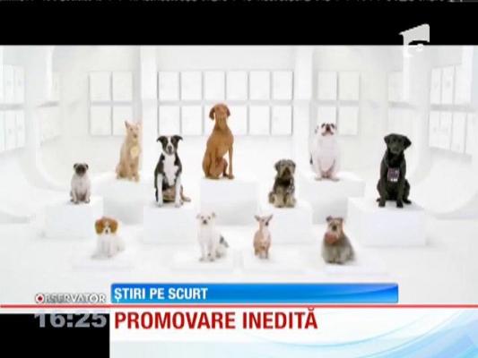 Un cor format din căţei încearcă să redea tema muzicală din Războiul Stelelor!