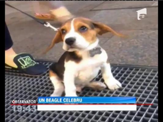 Un cățel a recreat scena cu Marylin Monroe care pozează pe o gură de canal