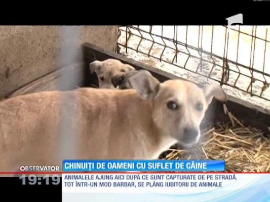 Animale chinuite de oameni cu suflet de câine