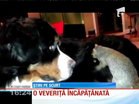 Video VIRAL! O veveriță încăpățânată