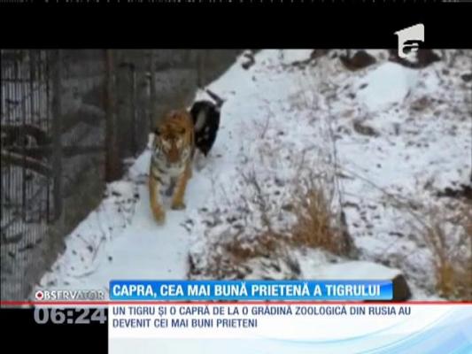 Un tigru din Rusia s-a împrietenit cu o capră, pe care trebuia s-o mănânce