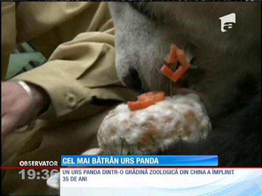 Cel mai bătrân panda din lume