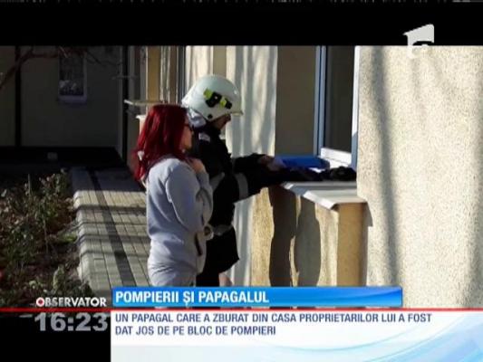 Un papagal care a zburat din casa proprietarilor a fost dat jos de pe bloc de pompieri