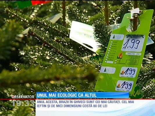 Brazii în ghiveci sunt cei mai căutați. Motivul?
