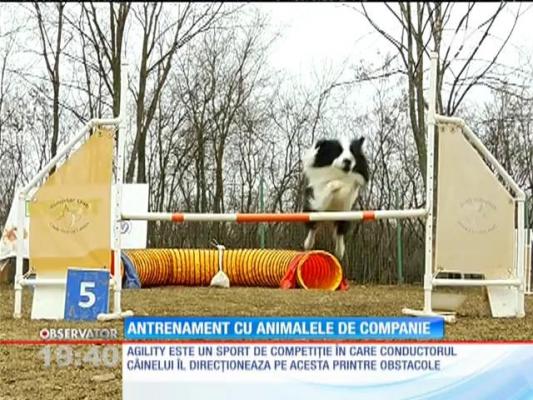 Zeci de bucureșteni ies cu patrupedele pe terenul de antrenament