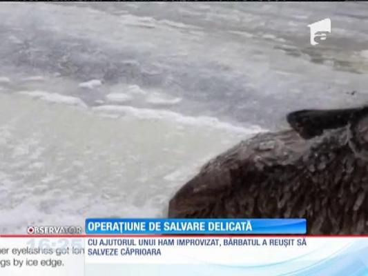 Un bărbat fără auz şi-a riscat viaţa ca să o salveze pe cea a unei căprioare, prinsă între gheţuri