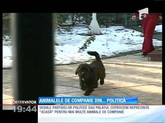 Animalele adoptate de politicieni