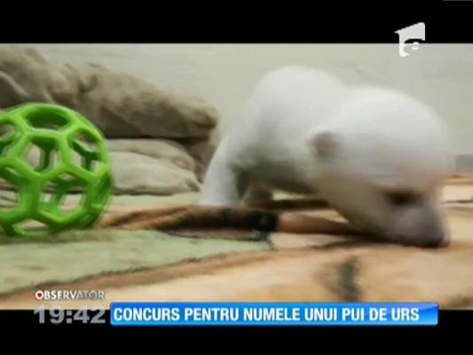 Concurs pentru numele unui pui de urs polar