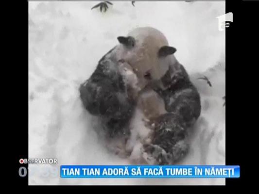 Ursul panda care adoră să facă tumbe în zăpadă