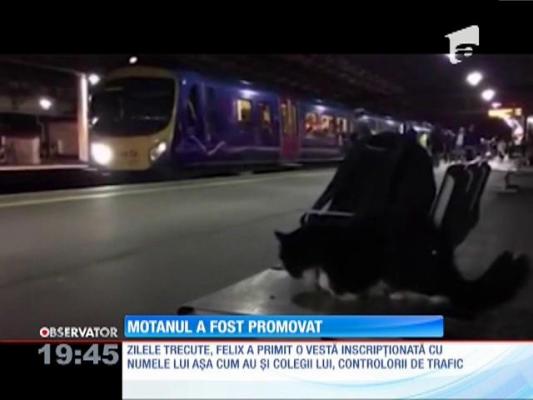 După 5 ani de muncă într-o gară, o pisică a fost numită responsabil şef cu deratizarea
