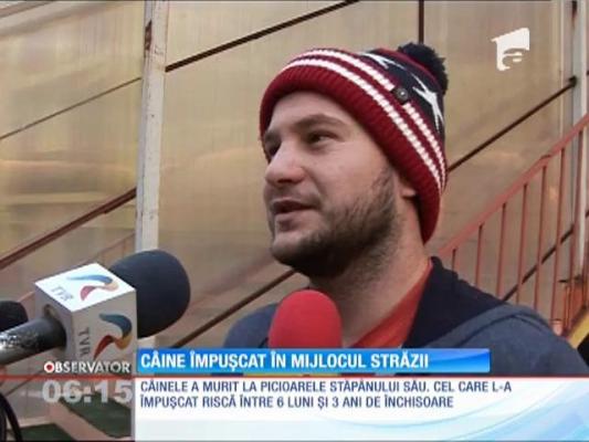 Un orădean a împuşcat în plină stradă un câine. Pentru simplu motiv că a trecut prin faţa casei sale
