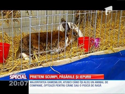 SPECIAL! Animale de companie care costă cât o maşină