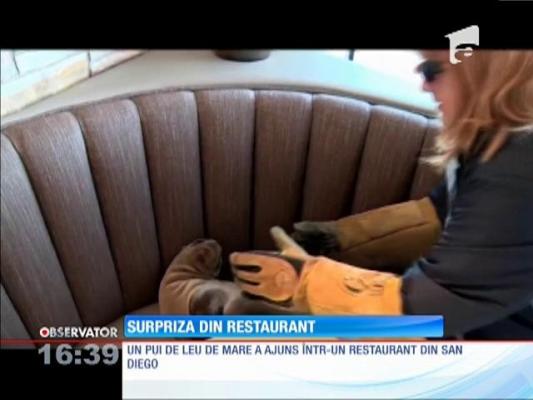 Un pui de leu de mare, vizită neașteptată într-un restaurant