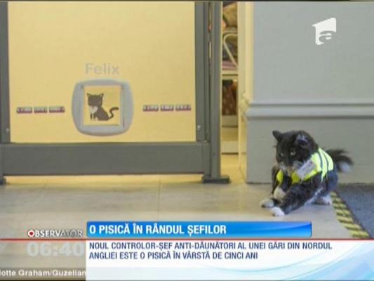 O pisică este noul Controlor-Şef anti-dăunători al unei gări din nordul Angliei