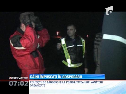 Într-o comună din Botoşani, localnicii şi-au găsit câinii împuşcaţi şi duşi departe de gospodării
