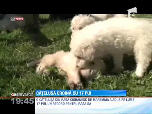 O căţeluşă din SUA a adus pe lume 17 pui