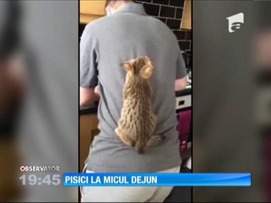 Pregătirea micului dejun e o provocare pentru pisicile unui cuplu de britanici