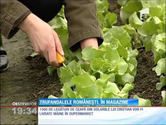 Primele legume autohtone din acest an au ajuns în marile magazine
