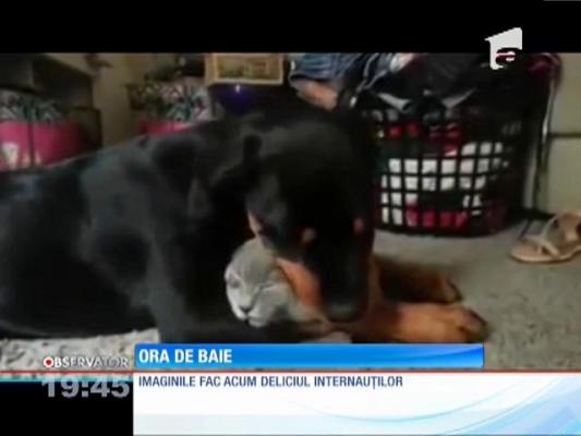 Cel mai bun prieten al unui câine este un pui de pisică
