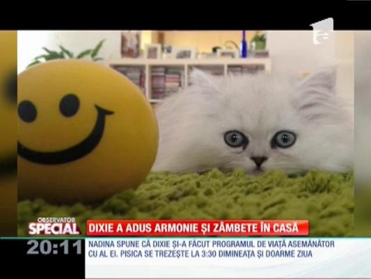 Special! Pisica Dixie a adus armonie și zâmbete în casă