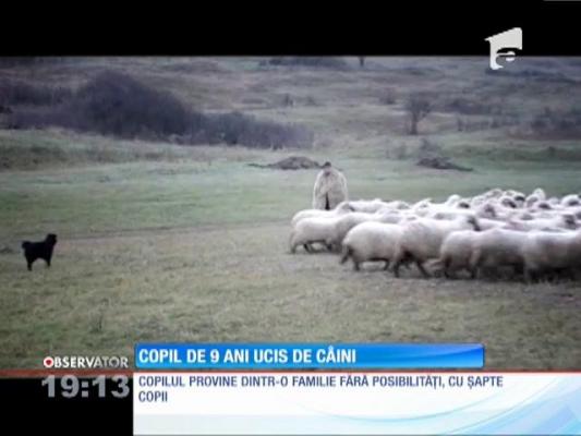 Scene şocante în Mureş! Un copil de 9 ani a fost sfâşiat şi ucis de câini