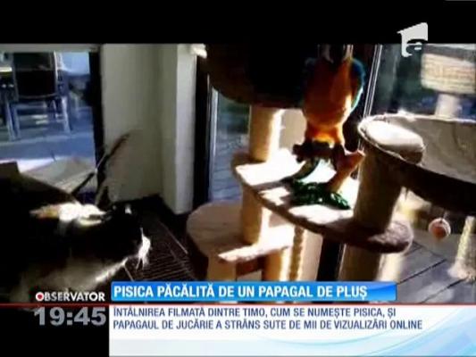 Pisica păcălită de un papagal de pluș