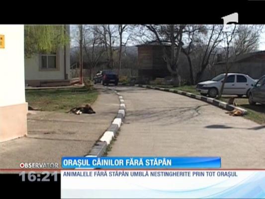 Moreni, orașul câinilor fără stăpân