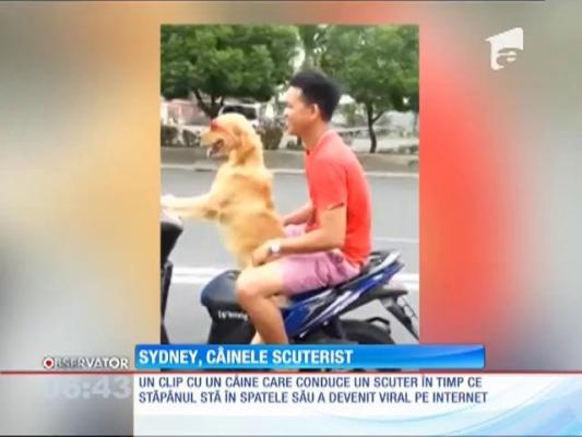 Un câine din Indonezia conduce un scuter la fel de bine ca stăpânul său