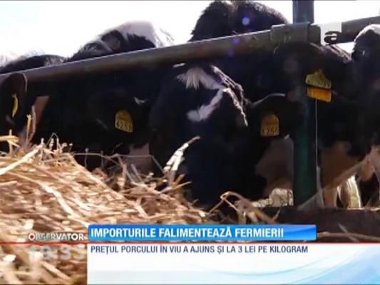 Importurile falimentează fermierii din România