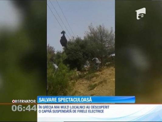 Salvare spectaculoasă în Grecia! O capră a rămas suspendată de firele electrice