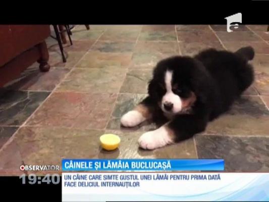 Un câine simte gustul unei lămâi pentru prima dată
