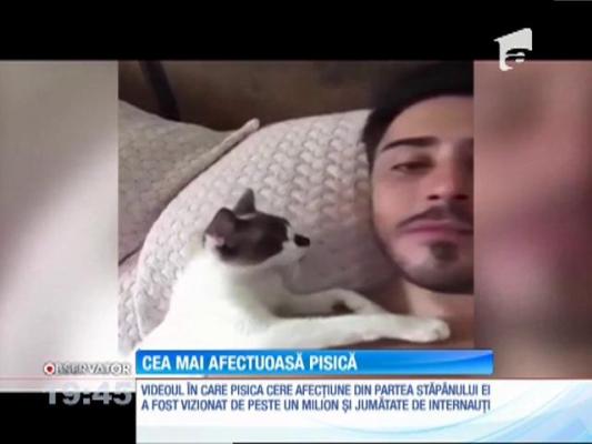 Cea mai afectuoasă pisică