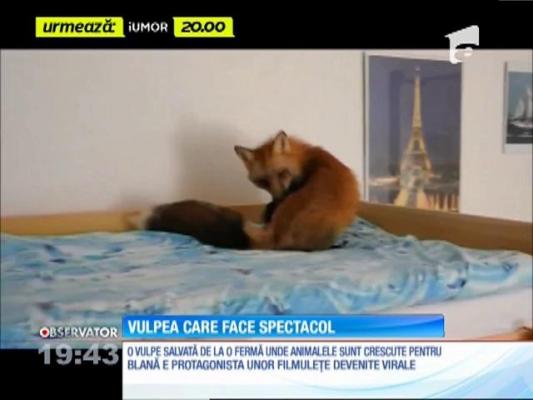 Vulpea care face spectacol