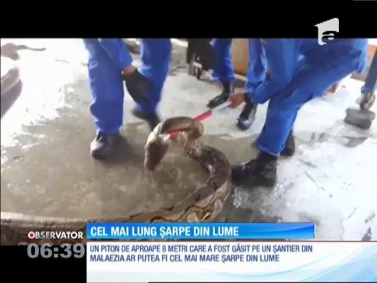 Cel mai lung şarpe din lume, găsit pe un șantier