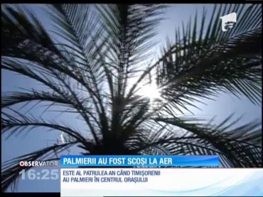 Cei 48 de palmieri la ghiveci au revenit în centrul Timișoarei