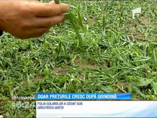 Grindina a distrus culturile de primăvară ale fermierilor din Vidra