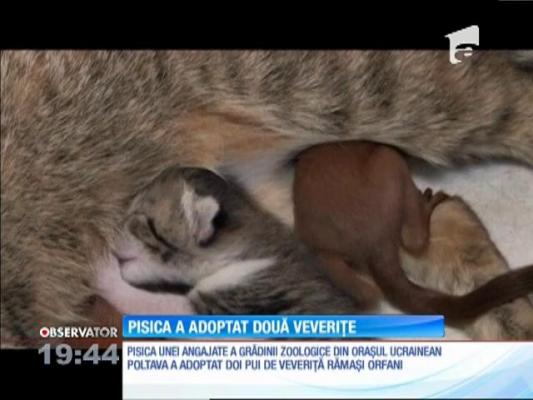 O pisică din Ucraina a adoptat doi pui de veveriţă