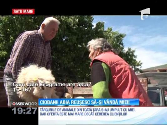 Ciobanii abia reușesc să-și vândă mieii. Au tăiat şi un sfert din preţ