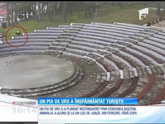 Un pui de urs a creat panică în centrul stațiunii Bușteni