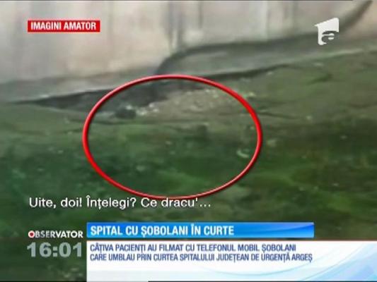 Şobolanii umblă nestingheriţi prin curtea Spitalului Judeţean Argeş