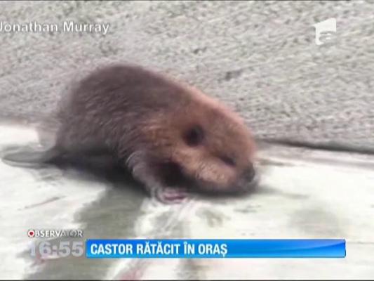 Un pui de castor s-a rătăcit pe străzile din Washington