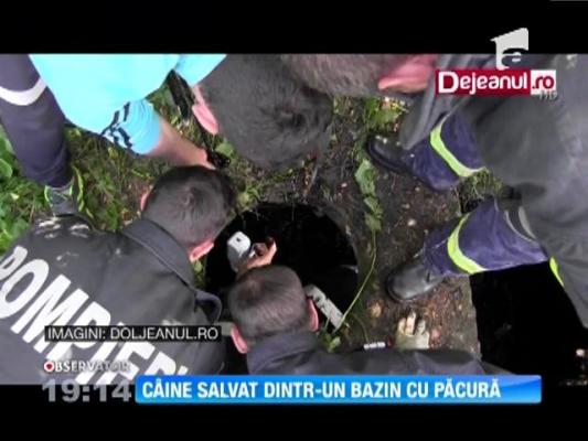 Operaţiune dificilă de salvare a unui câine, dintr-un bazin cu păcură
