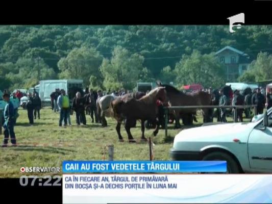 Caii au fost vedetele celui mai mare târg de animale din vestul ţării