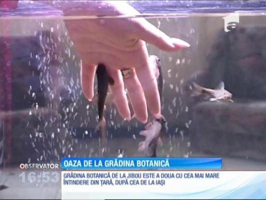 Grădina botanică de la Jibou, un spectacol de culoare şi diversitate