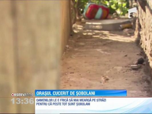 Șobolanii au invadat străzile şi subsolurile blocurilor unui oraș din apropiere de New York