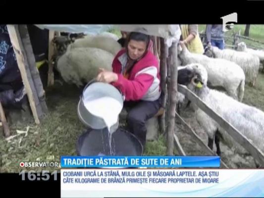 Oieritul, o tradiție păstrată de sute de ani