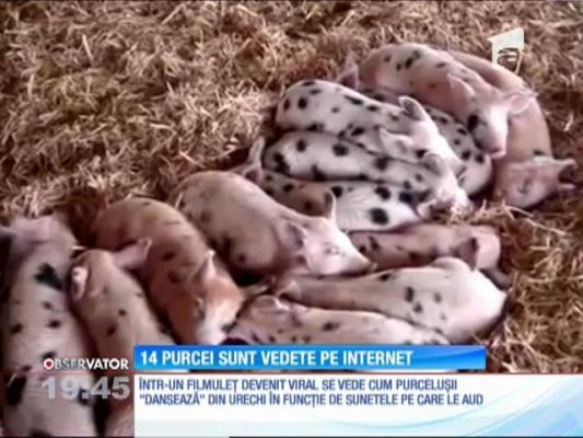 14 purceluşi au devenit vedete pe Internet! Îşi mişcă simultan urechile la la fiecare sunet pe care îl aud