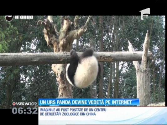 Dragul de el... Un urs panda, vedetă pe internet