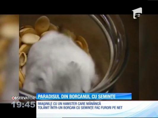 Un hamster tolănit în borcanul cu seminţe face furori pe internet